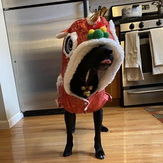 Daisy in her Lion Dance costume for Lunar New Year
