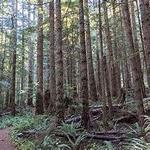 Heart O' the Forest
