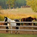 Bar W Ranch & Trail Rides