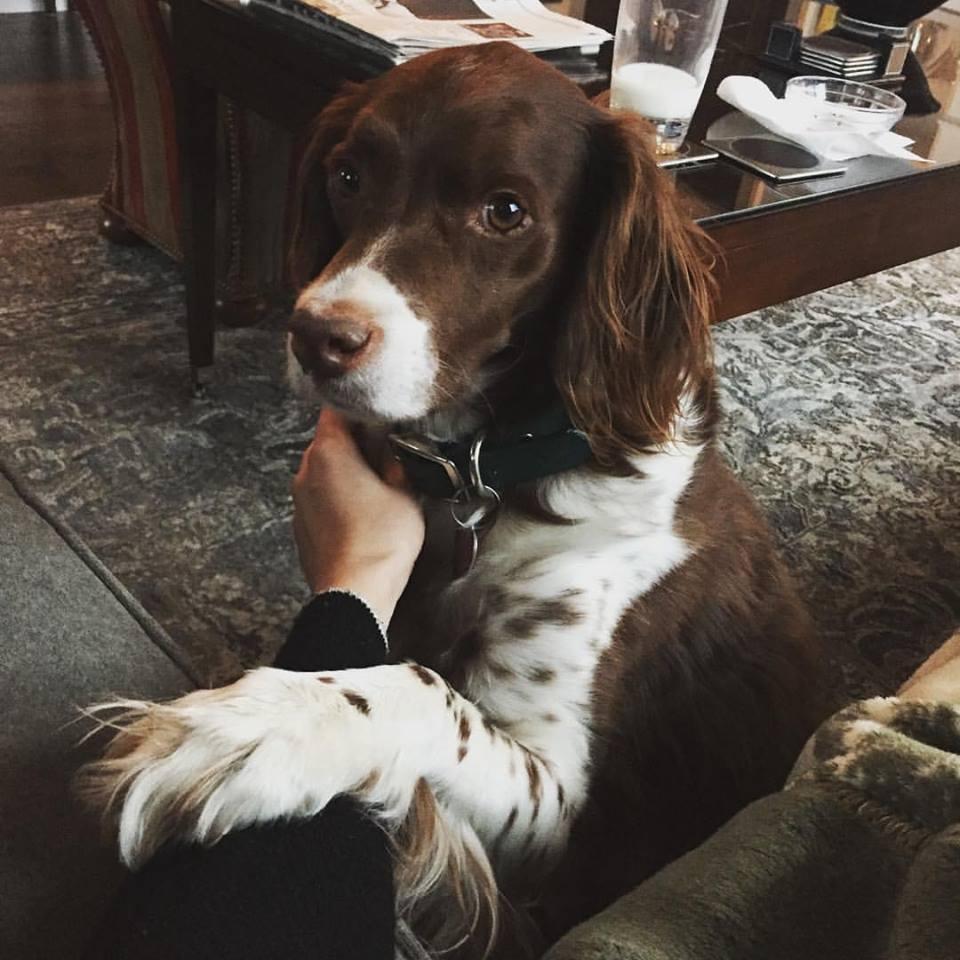 Cam loves offering his paw