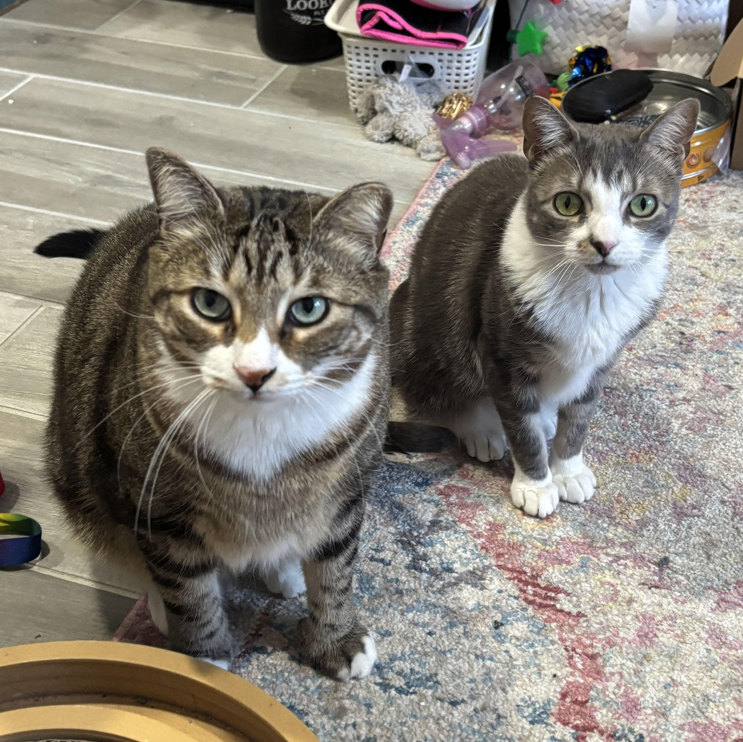 The boys, Gus and Doughboy