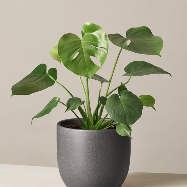 Monstera Deliciosa