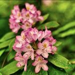 North Carolina Botanical Garden