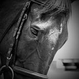 Red Horse Riding Company