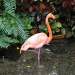 The Key West Butterfly and Nature Conservatory
