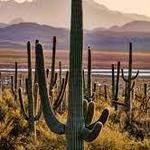 Saguaro National Park East