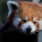 Zoo Atlanta