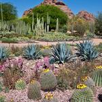 Desert Botanical Garden