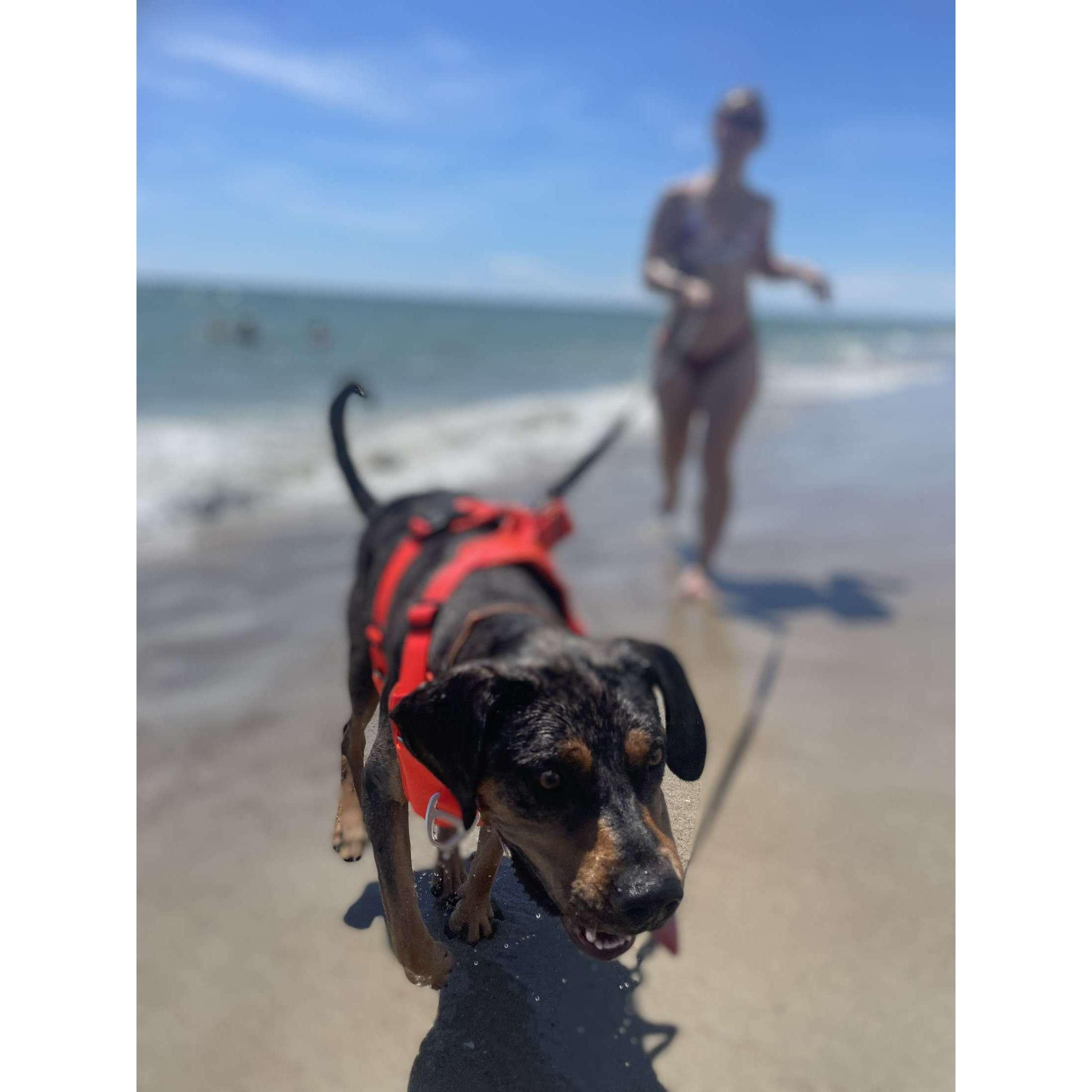 Koa had a blast at the beach