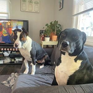 lodging for the babies🐶🐶