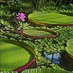 Royal Botanic Garden Edinburgh