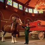 Anheuser-Busch Brewery Tour
