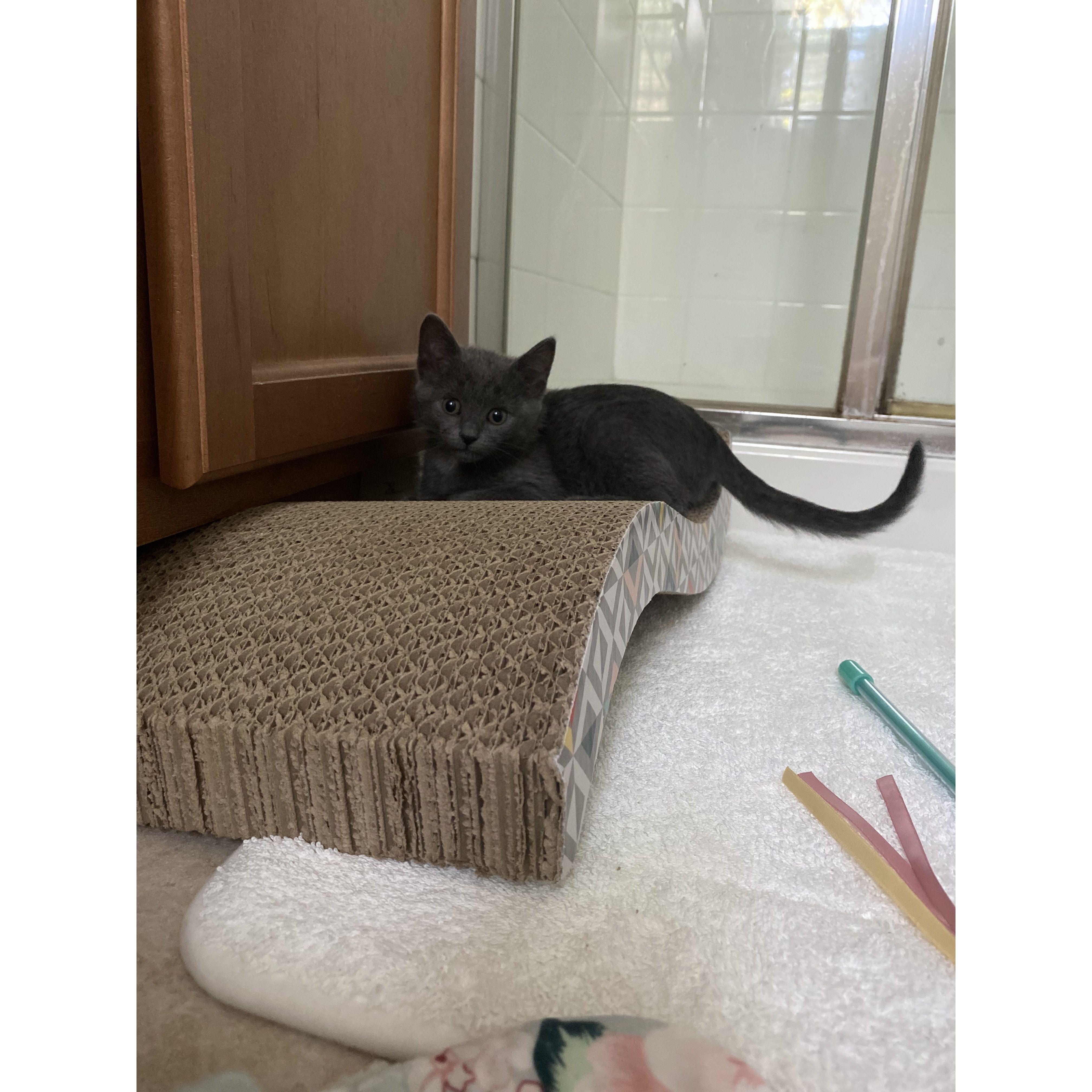 The day we brought home our second baby, Billie! May 4th, 2022