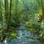 Joyce Kilmer Memorial Forest