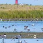 Monomoy National Wildlife Refuge