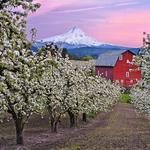 Explore the Historic Hood River Fruit Loop