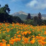 Santa Barbara Botanic Garden