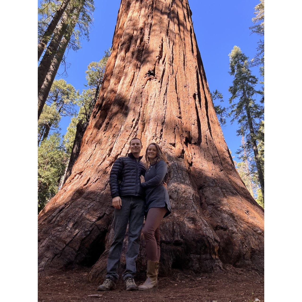 Big Trees State Park, Calaveras County