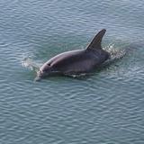 Dolphin Tours