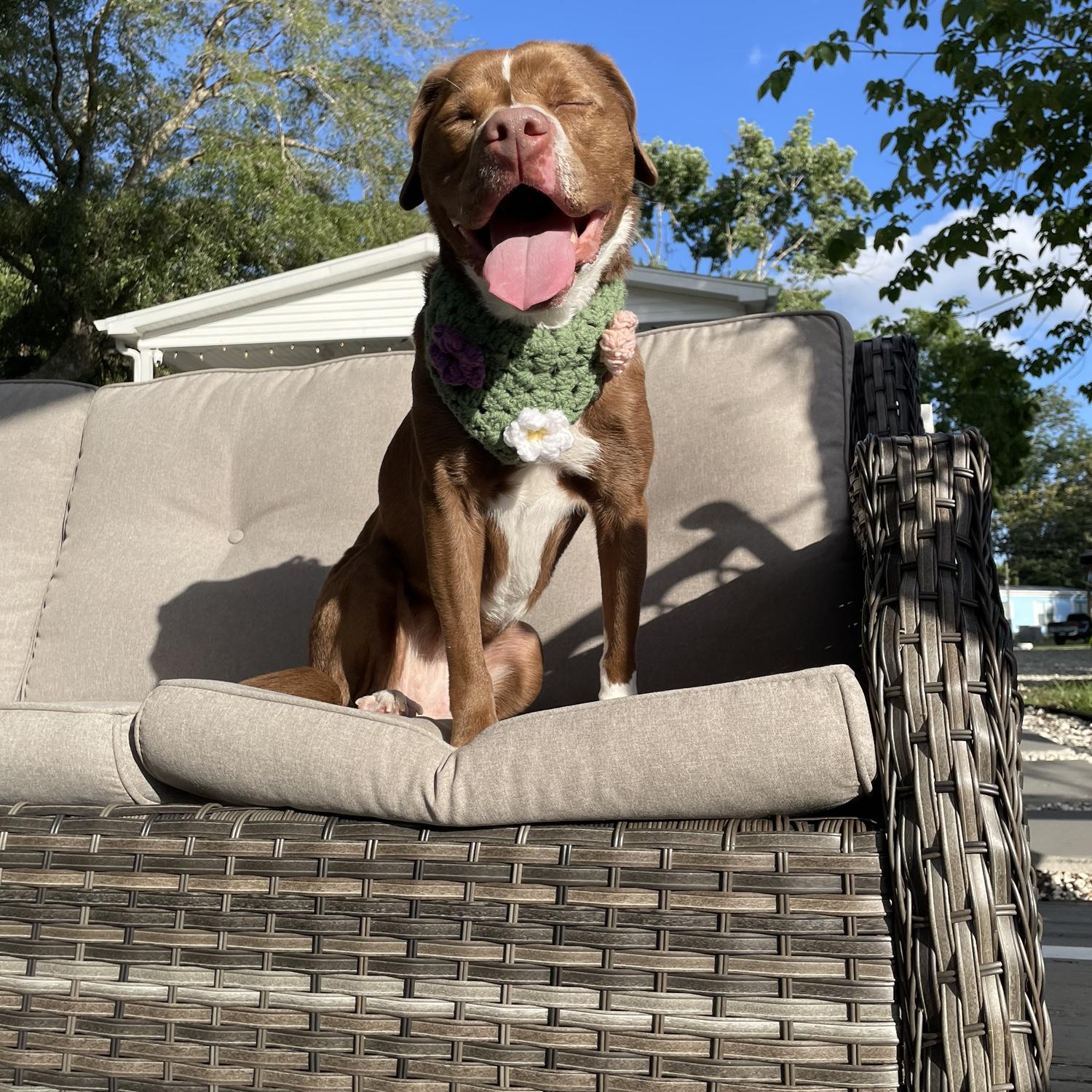 Queen Darcy