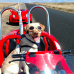 Rentals & Transportation