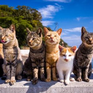 Visit to Tashirojima (Cat Island)