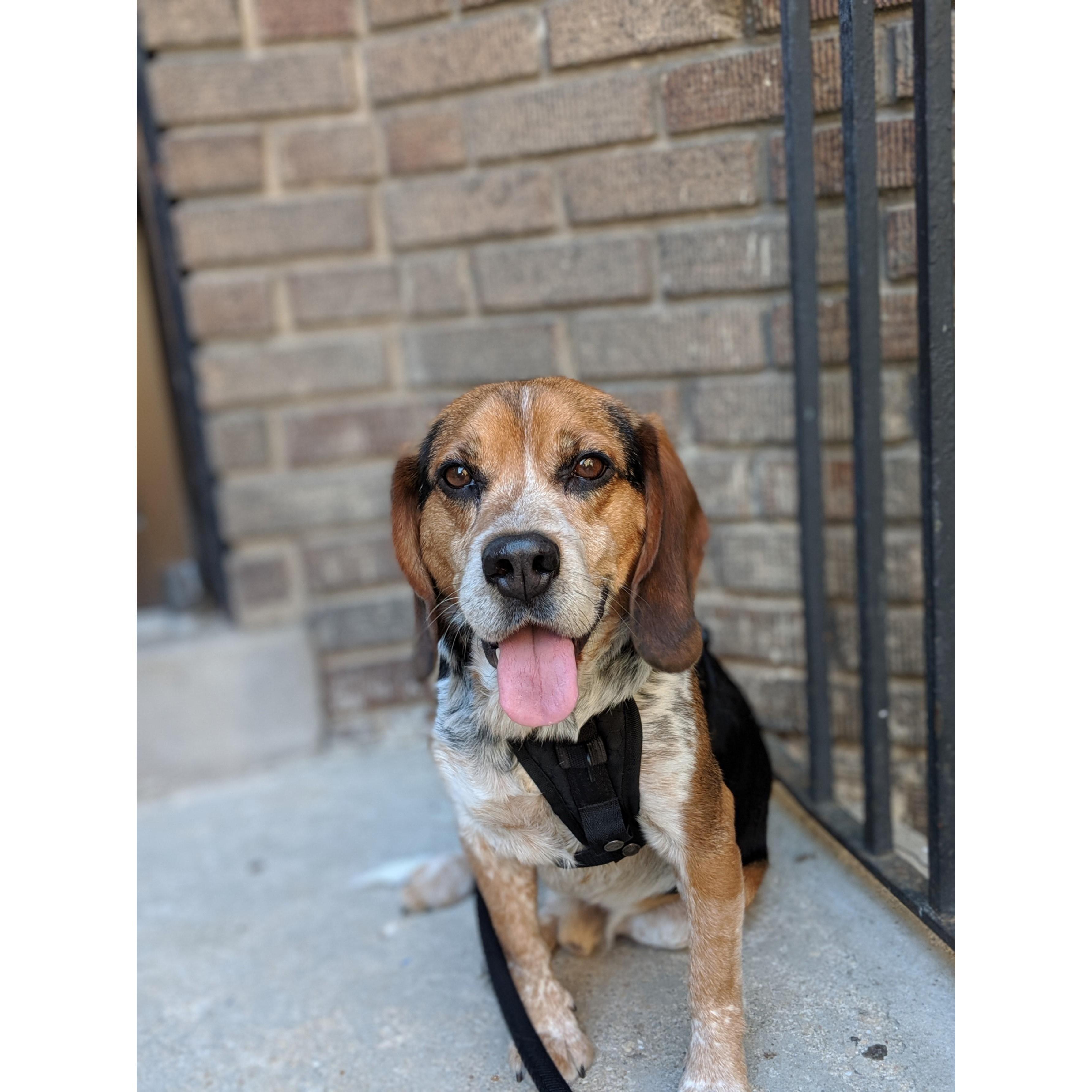 Otis, adopted 2.12.19 <3