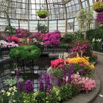 Spring Flower Show Lincoln Park Conservatory