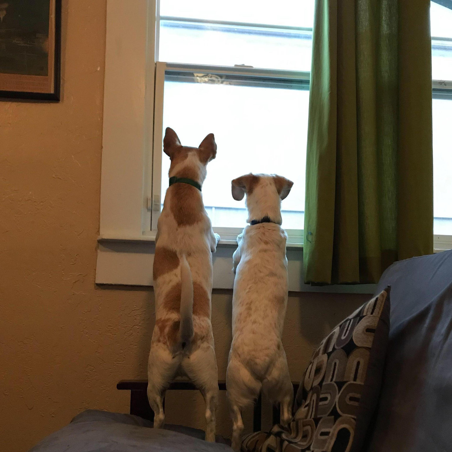 One butt, two butt........