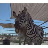 Sugarplum Zoo