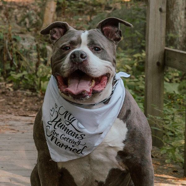 Our Pet Toy Fund