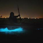 Bioluminescence Tours