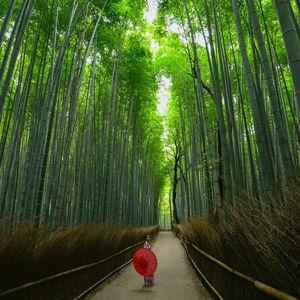 Kyoto: Arashiyama Bamboo Forest & Temple