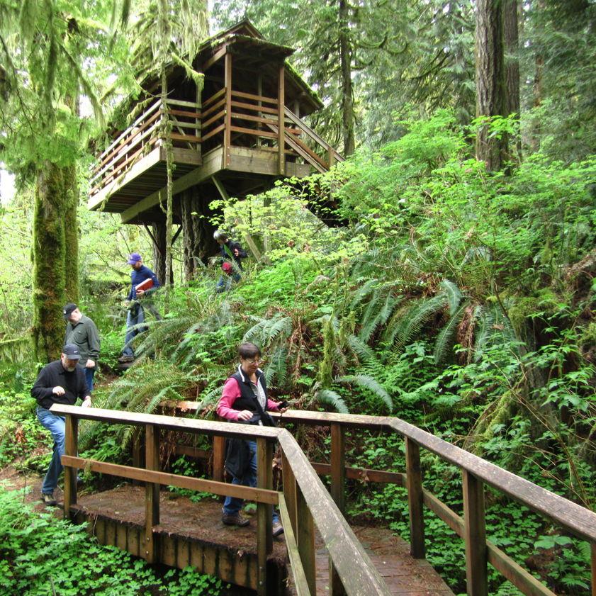 an example of a Tree House cabin