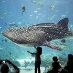 Georgia Aquarium