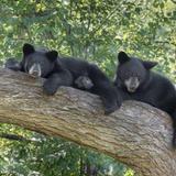 Great Smoky Mountains National Park
