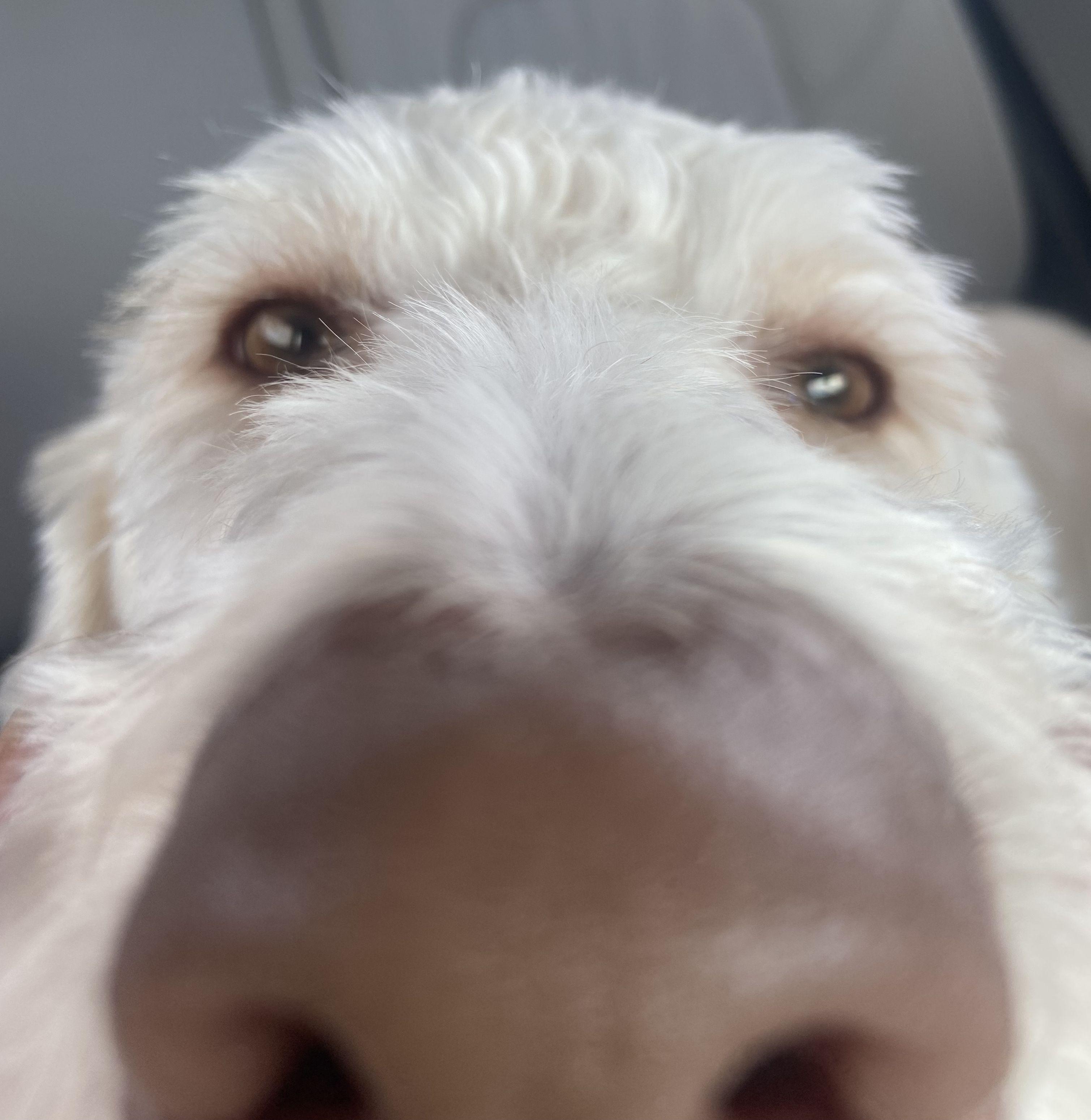 The Wedding Website of Neida Payano and Kaitlin Whittington