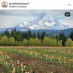 Grateful Vineyard