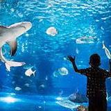 Adventure Aquarium