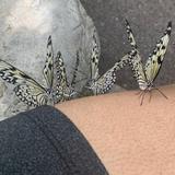 Sophia M. Sachs Butterfly House