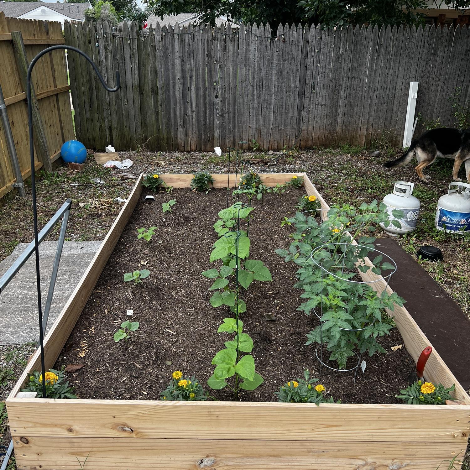 Our raised garden bed that Riley built in our backyard.