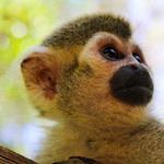 Akumal Monkey Sanctuary