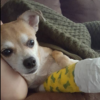 Oatmeal's 2nd broken leg (the other front leg)
Sept 2016