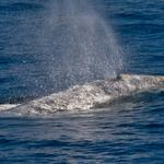 Whale Watch
