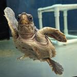 Georgia Sea Turtle Center