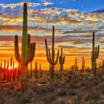 Saguaro National Park West Visitors Center