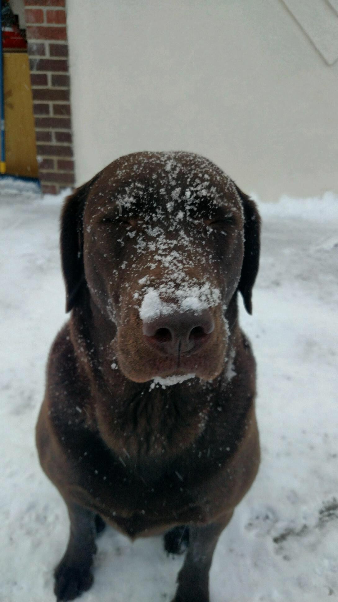 Our Pooch loves the snow =)