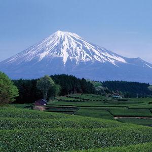 Mt. Fugi Excursion