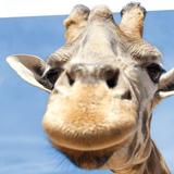 Monarto Safari Park