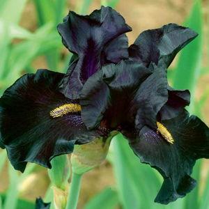 Black Irises